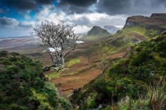 The Lonely Tree The Lonely Tree