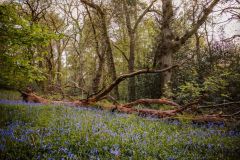 20240430-20240430-1Y7A1710-Blue-bells-and-deat-tree-screen
