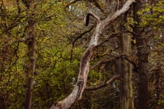 20240430-1Y7A1771-Pano