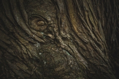20240921-1Y7A3528untitled