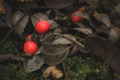 20240921-1Y7A3553untitled