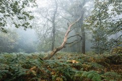 The-Weathered-Watcher