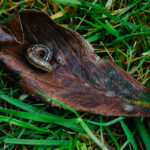 Meanwhile on my garden…