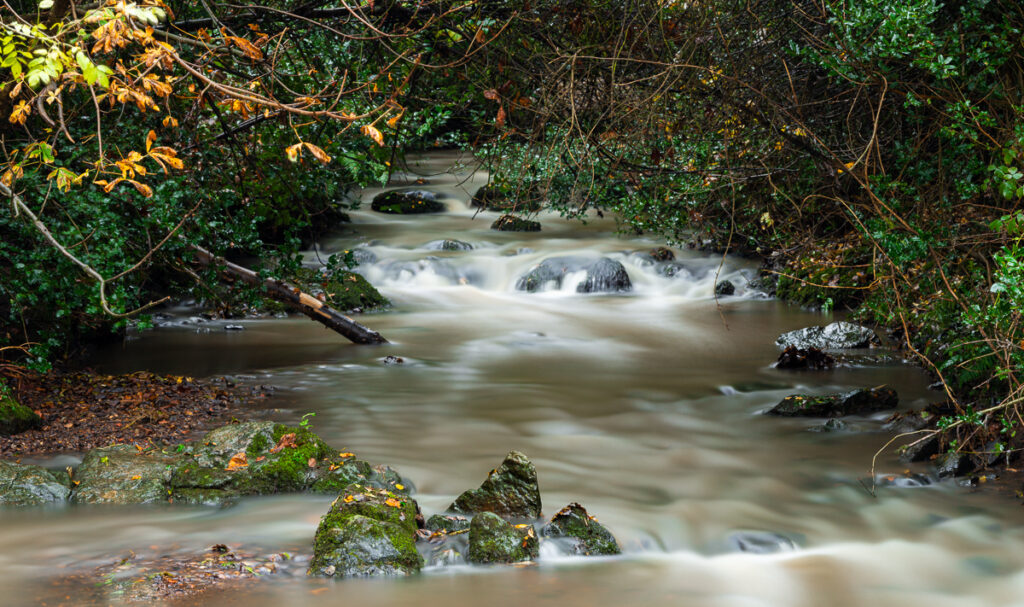 A Rainy Day Adventure: Capturing the Beauty of Grace Dieu Park