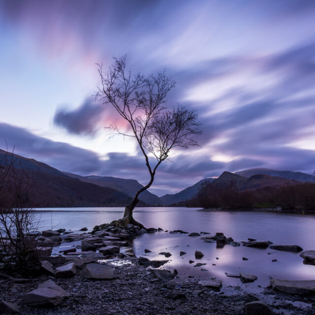 The Lone Tree – Landscape Edition